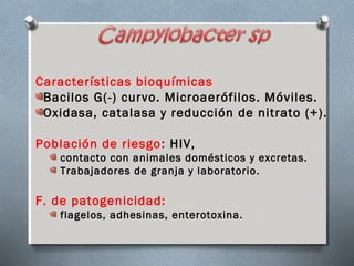 Características bioquímicas 
Bacilos G(-) curvo. Microaerófilos. Móviles. 
Oxidasa, catalasa y reducción de nitrato (+). 
Población de riesgo: HIV, 
contacto con animales domésticos y excretas. 
Trabajadores de granja y laboratorio. 
F. de patogenicidad: 
flagelos, adhesinas, enterotoxina. 
 