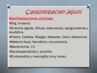 Manifestaciones clínicas: 
Org. Invasivo. 
Enteritis aguda. Difusa, edematosa, sanguinolenta y 
exudativa. 
Fiebre. Cefalea. Mialgia. Malestar. Dolor abdominal. 
Materia fecal. Hemática y leucocitaria. 
Bacteriemia: 1% 
Seudoapendicitis y proctitis. 
Endocarditis y meningitis (muy raras). 
 