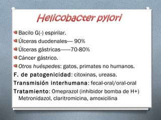 Helicobacter pylori 
Bacilo G(-) espirilar. 
Úlceras duodenales---- 90% 
Úlceras gástricas-------70-80% 
Cáncer gástrico. 
Otros huéspedes: gatos, primates no humanos. 
F. de patogenicidad: citoxinas, ureasa. 
Transmisión interhumana: fecal-oral/oral-oral 
Tratamiento: Omeprazol (inhibidor bomba de H+) 
Metronidazol, claritromicina, amoxicilina 
