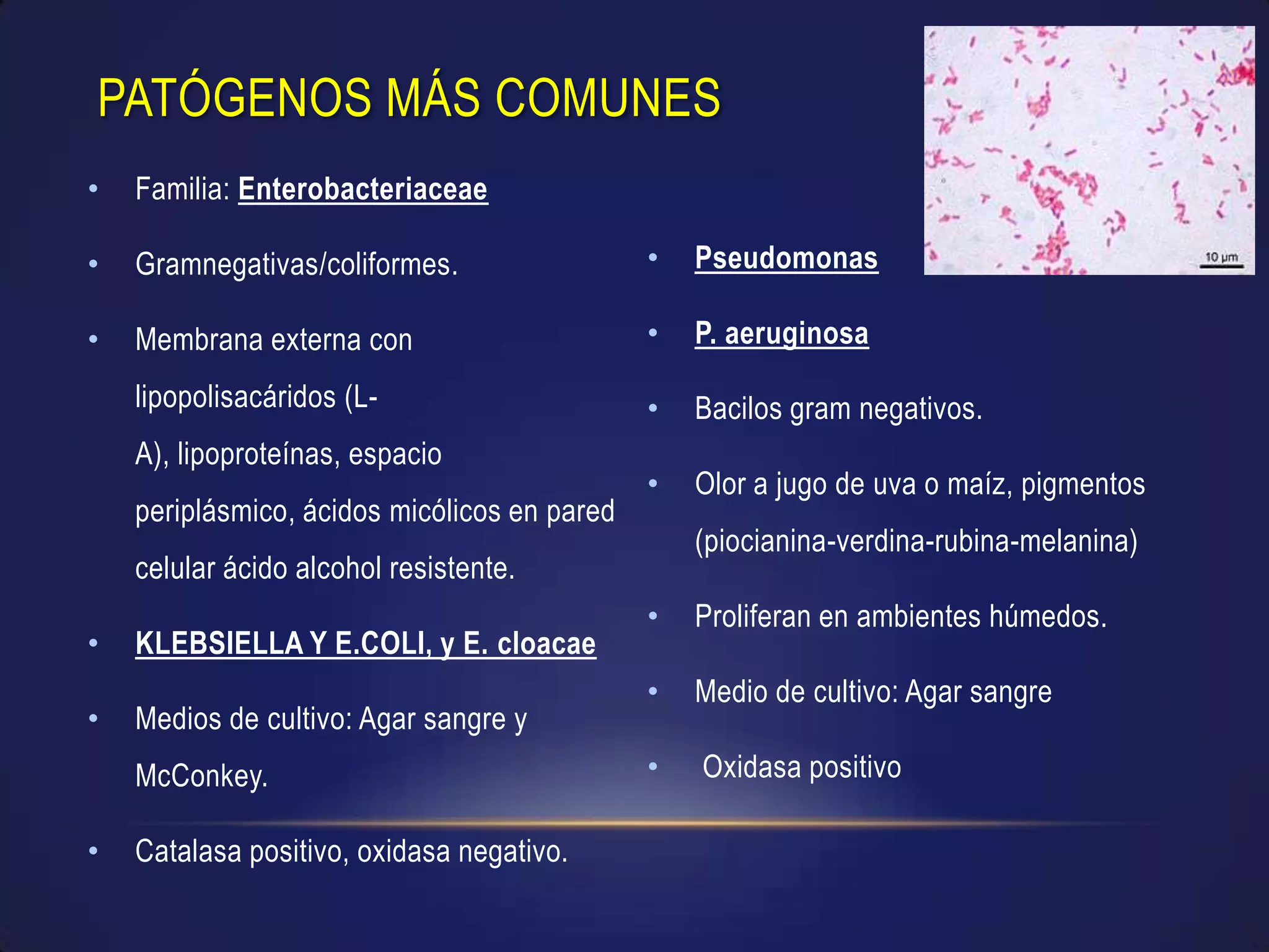 Infecciones Nosocomiales Ppt