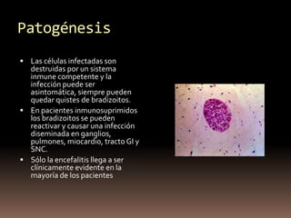 Patogénesis
 Las células infectadas son
destruidas por un sistema
inmune competente y la
infección puede ser
asintomática...