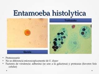 Entamoeba histolyticaEntamoeba histolytica
QuisteQuiste
TrofozoitoTrofozoito
• Protozooario
• No se diferencia microscopic...