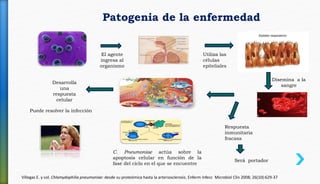 Patogenia de la enfermedad
El agente
ingresa al
organismo
Utiliza las
células
epiteliales
Disemina a la
sangre
Respuesta
inmunitaria
fracasa
Desarrolla
una
respuesta
celular
C. Pneumoniae actúa sobre la
apoptosis celular en función de la
fase del ciclo en el que se encuentre
Será portador
Villegas E. y col. Chlamydophilia pneumoniae: desde su proteómica hasta la arteriosclerosis. Enferm Infecc Microbiol Clin 2008; 26(10):629-37
Puede resolver la infección
 
