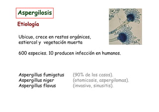 Aspergilosis
Etiología

Ubicuo, crece en restos orgánicos,
estiercol y vegetación muerta

600 especies. 10 producen infección en humanos.



Aspergillus fumigatus    (90% de los casos).
Aspergillus niger        (otomicosis, aspergilomas).
Aspergillus flavus       (invasivo, sinusitis).
 
