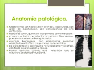 Anatomía patológica.
 tuberculomas son nodulos bien definidos, subpleurales, con
áreas de calcificación. Son consecuencia de una
reinfección.
 nodulo de Ghon, que es un foco primario (primoinfección).
 cavernas abiertas, de estructura caseosa o fibrocaseosa,
pueden asociarse con bronquiectasias.
 estenosis bronquiales, con parénquima pulmonar
atelectásico o fibrótico o supuración postestenótica.
 La lobitis retráctil : parénquima no funcionante y cicatrizal,
con tejido de granulación y fibrosis.
 Pulmon destruido cuando está afectada toda su
estructura anatómica y funcional.
 