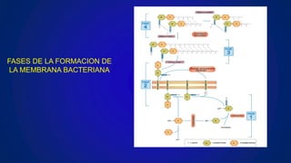 FASES DE LA FORMACION DE
LA MEMBRANA BACTERIANA
 