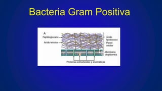 Bacteria Gram Positiva
 