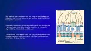 Una bacteria gramnegativa posee una capa de peptidoglucanos
delgada y una membrana externa que contiene lipopolisacáridos,
fosfolípidos y proteínas.
El espacio periplásmico existente entre la membrana citoplásmica
y la m em ­
brana externa contiene las proteínas de transporte,
degradación y síntesis de la pared celular.
La membrana externa está unida a la membrana citoplásmica en
unos puntos de adhesión; asimismo, está fija al peptidoglucano
por enlaces de lipoproteínas.
 
