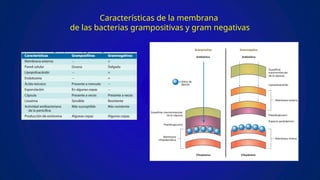 Características de la membrana
de las bacterias grampositivas y gram negativas
 
