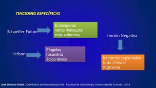 TINCIONES ESPECÍFICAS
Schaeffer-Fulton
leifson
tinción Negativa
José Liébana Ureña , Catedrático de Microbiología Oral , Facultad de Odontología. Universidad de Granada , 2018
Endosporos
verde malaquita
rosa safranina
Flagelos
rosanilina
ácido tánico bacterias capsuladas
tinta china o
nigrosina
 