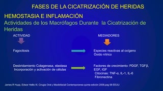 Actividades de los Macrófagos Durante la Cicatrización de
Heridas
ACTIVIDAD MEDIADORES
Fagocitosis Especies reactivas al oxígeno
Óxido nítrico
Desbridamiento Colagenasa, elastasa Factores de crecimiento: PDGF, TGFβ,
Incorporación y activación de células EGF, IGF
Citocinas: TNF-α, IL-1, IL-6
Fibronectina
HEMOSTASIA E INFLAMACIÓN
FASES DE LA CICATRIZACIÓN DE HERIDAS
James.R Hupp, Edwar Hellis III, Cirugia Oral y Maxilofacial Contemporanea quinta edición 2009,pag 58 EEUU
 