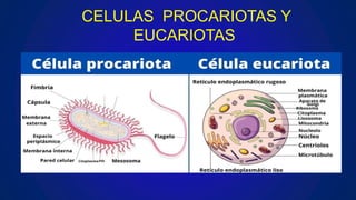 CELULAS PROCARIOTAS Y
EUCARIOTAS
 