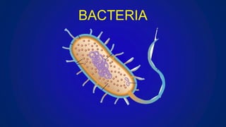 BACTERIA
 