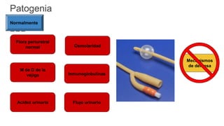 Patogenia
Flora periuretral
normal
Normalmente
M de D de la
vejiga
Acidez urinaria
Osmolaridad
Inmunoglobulinas
Flujo urinario
Mecanismos
de defensa
 