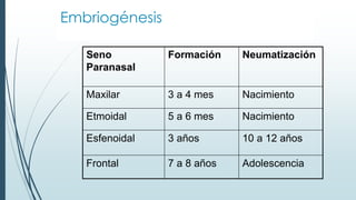 Embriogénesis
Seno
Paranasal
Formación Neumatización
Maxilar 3 a 4 mes Nacimiento
Etmoidal 5 a 6 mes Nacimiento
Esfenoidal 3 años 10 a 12 años
Frontal 7 a 8 años Adolescencia
 