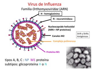Virus de Influenza
           Familia Orthomyxoviridae (ARN)
                         H - hemaglutinina

                                   N - neuraminidasa


                               Nucleocapside helicoidal
                               (ARN + NP proteinas)
                                                          Drift y Shifts
                                   Canales M2             Antigénicos

                                    Complejo polimerasa



                              Proteína M1


tipos A, B, C : NP, M1 proteína
subtipos: glicoproteína H o N
 