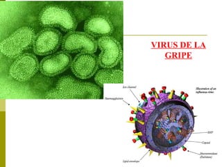 VIRUS DE LA GRIPE 