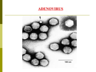 ADENOVIRUS 