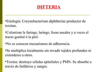 DIFTERIA Etiología: Corynebacterium diphtheriae productor de toxinas. Colonizan la faringe, laringe, fosas nasales y a veces el tracto genital ó la piel. No se conocen mecanismos de adherencia. Se multiplica localmente sin invadir tejidos profundos ni extenderse a otros. Toxina: destruye células epiteliales y PMN. Se absorbe a través de linfáticos y sangre. 