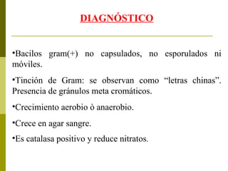 DIAGNÓSTICO Bacilos gram(+) no capsulados, no esporulados ni móviles. Tinción de Gram: se observan como “letras chinas”. Presencia de gránulos meta cromáticos.  Crecimiento aerobio ò anaerobio. Crece en agar sangre. Es catalasa positivo y reduce nitratos . 