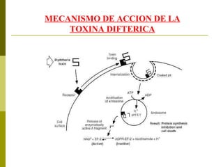 MECANISMO DE ACCION DE LA TOXINA DIFTERICA 
