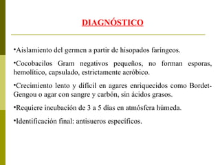 DIAGNÓSTICO Aislamiento del germen a partir de hisopados faríngeos. Cocobacilos Gram negativos pequeños, no forman esporas, hemolítico, capsulado, estrictamente aeróbico. Crecimiento lento y difícil en agares enriquecidos como Bordet-Gengou o agar con sangre y carbón, sin ácidos grasos. Requiere incubación de 3 a 5 días en atmósfera húmeda. Identificación final: antisueros específicos. 
