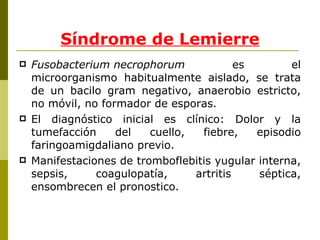 Fusobacterium necrophorum  es el microorganismo habitualmente aislado, se trata de un bacilo gram negativo, anaerobio estricto, no móvil, no formador de esporas. El diagnóstico inicial es clínico: Dolor y la tumefacción del cuello, fiebre, episodio faringoamigdaliano previo. Manifestaciones de tromboflebitis yugular interna, sepsis, coagulopatía, artritis séptica, ensombrecen el pronostico. Síndrome de Lemierre 