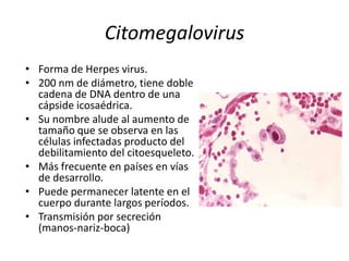 Citomegalovirus Forma de Herpesvirus. 200 nm de diámetro, tiene doble cadena de DNA dentro de una cápsideicosaédrica. Su nombre alude al aumento de tamaño que se observa en las células infectadas producto del debilitamiento del citoesqueleto. Más frecuente en países en vías de desarrollo. Puede permanecer latente en el cuerpo durante largos períodos. Transmisión por secreción (manos-nariz-boca) 