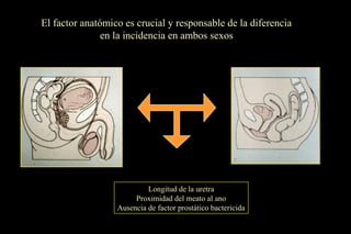 El factor anatómico es crucial y responsable de la diferencia
en la incidencia en ambos sexos
Longitud de la uretra
Proximidad del meato al ano
Ausencia de factor prostático bactericida
 