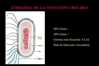 ETIOLOGIA DE LA INFECCION URINARIA
80% Gram -
20% Gram +
Gérmen más frecuente: E.Coli
Ruta de Infección: Ascendente
 