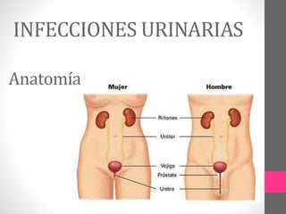 Anatomía
INFECCIONES URINARIAS
 