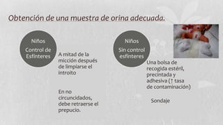 Obtención de una muestra de orina adecuada.
Niños

Niños

Control de
Esfínteres

Sin control
esfínteres

A mitad de la
micción después
de limpiarse el
introito

En no
circuncidados,
debe retraerse el
prepucio.

Una bolsa de
recogida estéril,
precintada y
adhesiva (↑ tasa
de contaminación)
Sondaje

 