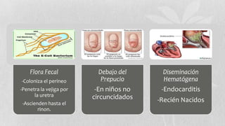 Flora Fecal
-Coloniza el perineo

Debajo del
Prepucio

Diseminación
Hematógena

-Penetra la vejiga por
la uretra

-En niños no
circuncidados

-Endocarditis

-Ascienden hasta el
rinon.

-Recién Nacidos

 