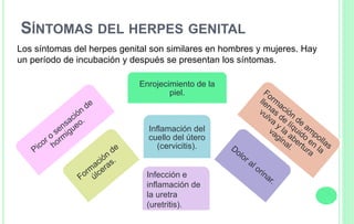 SÍNTOMAS DEL HERPES GENITAL
Enrojecimiento de la
piel.
Los síntomas del herpes genital son similares en hombres y mujeres. Hay
un período de incubación y después se presentan los síntomas.
Inflamación del
cuello del útero
(cervicitis).
Infección e
inflamación de
la uretra
(uretritis).
 