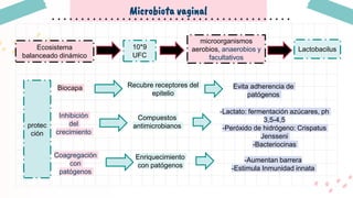 Microbiota vaginal
Ecosistema
balanceado dinámico
10*9
UFC
microorganismos
aerobios, anaerobios y
facultativos
Lactobacilus
protec
ción
Biocapa Recubre receptores del
epitelio
Evita adherencia de
patógenos
Inhibición
del
crecimiento
Compuestos
antimicrobianos
-Lactato: fermentación azúcares, ph
3,5-4,5
-Peróxido de hidrógeno: Crispatus
Jensseni
-Bacteriocinas
Coagregación
con
patógenos
Enriquecimiento
con patógenos
-Aumentan barrera
-Estimula Inmunidad innata
 
