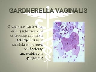 GARDNERELLA VAGINALIS

O vaginosis bacteriana,
  es una infección que
 se produce cuando la
     lactubacillus se ve
  excedida en numero
          por bacterias
        anaerobias y la
            gardnerella
 