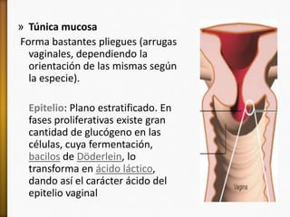 » Túnica mucosa
Forma bastantes pliegues (arrugas
  vaginales, dependiendo la
  orientación de las mismas según
  la especie).

  Epitelio: Plano estratificado. En
  fases proliferativas existe gran
  cantidad de glucógeno en las
  células, cuya fermentación,
  bacilos de Döderlein, lo
  transforma en ácido láctico,
  dando así el carácter ácido del
  epitelio vaginal
 
