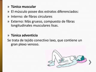 »   Túnica muscular
»   El músculo posee dos estratos diferenciados:
»   Interno: de fibras circulares
»   Externo: Más grueso, compuesto de fibras
    longitudinales musculares lisas.

» Túnica adventicia
Se trata de tejido conectivo laxo, que contiene un
  gran plexo venoso.
 