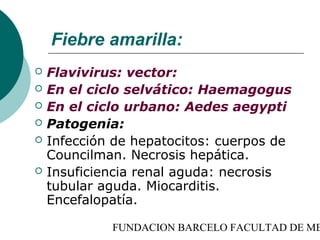Fiebre amarilla:
   Flavivirus: vector:
   En el ciclo selvático: Haemagogus
   En el ciclo urbano: Aedes aegypti
   Patogenia:
   Infección de hepatocitos: cuerpos de
    Councilman. Necrosis hepática.
   Insuficiencia renal aguda: necrosis
    tubular aguda. Miocarditis.
    Encefalopatía.

             FUNDACION BARCELO FACULTAD DE ME
 