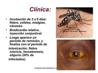 Clínica:
• Incubación de 3 a 6 días:
   fiebre, cefalea, mialgias,
   náuseas.
• Bradicardia relativa ,
   inyección conjuntival.
• Luego aparece un
   período de remisión, y
   finaliza con el período de
  intoxicación: fiebre
   ictericia, hematemesis,
   oliguria (30% de
  infectados).

                    FUNDACION BARCELO FACULTAD DE MEDICINA
 