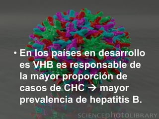 • En los países en desarrollo
es VHB es responsable de
la mayor proporción de
casos de CHC à mayor
prevalencia de hepatitis B.
 