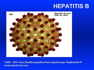 HEPATITIS B
VHB: ADN virus (familia hepadnavirus), hepatotropo. Replicaciónà
transcripción inversa.
 