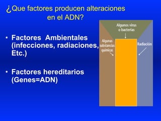 ¿Que factores producen alteraciones
en el ADN?
•  Factores Ambientales
(infecciones, radiaciones,
Etc.)
•  Factores hereditarios
(Genes=ADN)
 