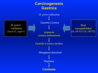 Carcinogenesis
Gastrica
Gastritis Cronica
Gastritis Cronica atrofica
Metaplasia Intestinal
Displasia
Carcinoma
H. pylori infeccion
Host
susceptibilidad
(IL-1B-511T/IL-1RN*2)
H. pylori
virulencia
(vacA s1, cagA+) respuesta
cronica inflamatoria
 