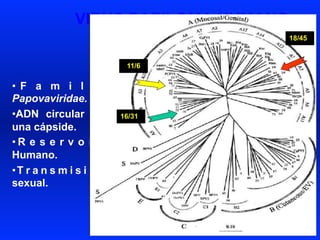 VIRUS PAPILOMA HUMANO
•  F a m i l i a
Papovaviridae.
• ADN circular con
una cápside.
• R e s e r v o r i o
Humano.
• T r a n s m i s i ó n :
sexual.
18/45
11/6
16/31
 