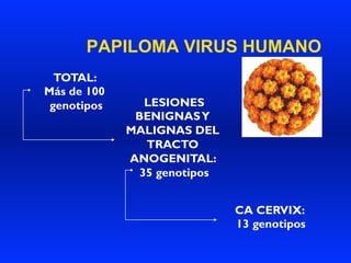 PAPILOMA VIRUS HUMANO
TOTAL:
Más de 100
genotipos LESIONES
BENIGNASY
MALIGNAS DEL
TRACTO
ANOGENITAL:
35 genotipos
CA CERVIX:
13 genotipos
 