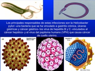 Los principales responsables de estas infecciones son la Helicobacter
pylori -una bacteria que se ha vinculado a gastritis crónica, úlceras
gástricas y cáncer gástrico- los virus de hepatitis B y C -vinculados al
cáncer hepático- y el virus del papiloma humano (VPH) que causa cáncer
de cuello uterino.
 