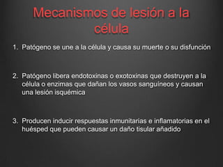 Mecanismos de lesión a la
célula
1. Patógeno se une a la célula y causa su muerte o su disfunción
2. Patógeno libera endotoxinas o exotoxinas que destruyen a la
célula o enzimas que dañan los vasos sanguíneos y causan
una lesión isquémica
3. Producen inducir respuestas inmunitarias e inflamatorias en el
huésped que pueden causar un daño tisular añadido
 