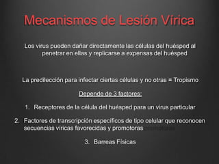 Mecanismos de Lesión Vírica
Los virus pueden dañar directamente las células del huésped al
penetrar en ellas y replicarse a expensas del huésped
La predilección para infectar ciertas células y no otras = Tropismo
Depende de 3 factores:
1. Receptores de la célula del huésped para un virus particular
2. Factores de transcripción específicos de tipo celular que reconocen
secuencias víricas favorecidas y promotoras
3. Barreas Físicas
 