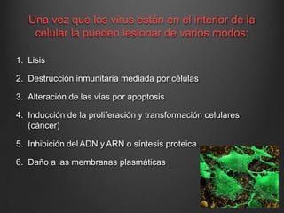 Una vez que los virus están en el interior de la
celular la pueden lesionar de varios modos:
1. Lisis
2. Destrucción inmunitaria mediada por células
3. Alteración de las vías por apoptosis
4. Inducción de la proliferación y transformación celulares
(cáncer)
5. Inhibición del ADN y ARN o síntesis proteica
6. Daño a las membranas plasmáticas
 